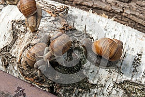 Group of big Burgundy snails Helix, Roman snail, edible snail,