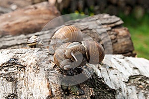 Group of big Burgundy snails Helix, Roman snail, edible snail,