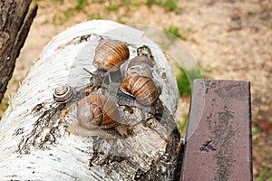 Group of big Burgundy snails Helix, Roman snail, edible snail,