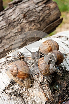 Group of big Burgundy snails Helix, Roman snail, edible snail,