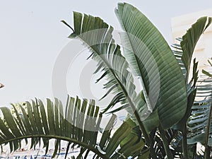 Group of big green banana leaves of exotic palm tree in sunshine on white background.