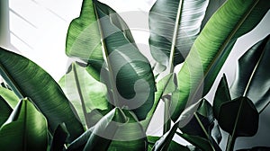 Group of big green banana leaves of exotic palm tree in sunshine on white background. Pollution free symbol, Generative ai