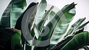 Group of big green banana leaves of exotic palm tree in sunshine on white background. Tropical plant foliage with visible texture