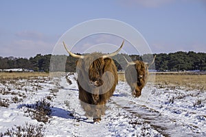 group big mammals galloways walking facing the camera photo