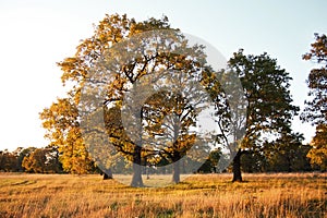 Group of Big old oaks in a field in autumn