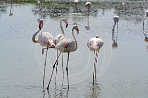 Group of big pink flamingo birds in national park Camargue, Fran