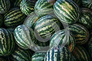 Group of big sweet green watermelons