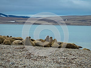 Group of big walruses on the beach. Svalbard, Nordaustlandet, Norway.