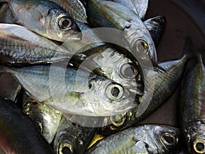 Group of Bigeye scad fishes at the market