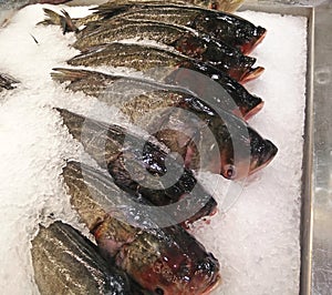 Group of Bighead Carp on Ice