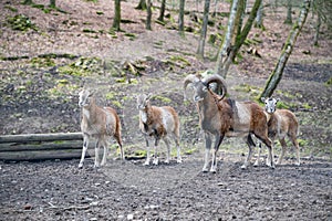 Group of billy goats and goats standing outdoors in a row at Brudergrund Wildlife Park, Erbach, Germany