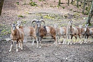 Group of billy goats and goats standing outdoors in a row, looking at camera at Brudergrund Wildlife Park, Erbach, Germany