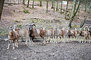 Group of billy goats and goats standing outdoors in a row, looking at camera at Brudergrund Wildlife Park, Erbach, Germany