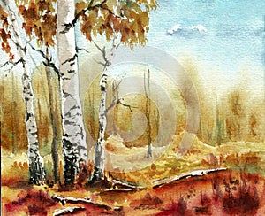 Group of birch trees in the autumn forest closeup. Hand drawn watercolors on paper textures. Raster