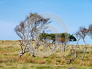 Group of birch trees in dune landscape in nature reserve on West Frisian island Vlieland, Netherlands