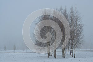 Group of birch trees in foggy winter morning