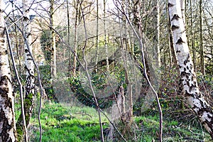 Group of Birch Trees In a Forest Wide View