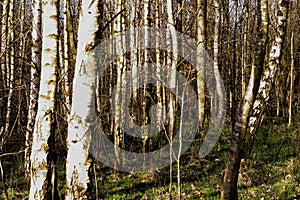 Group of Birch Trees In a Forest Wide View