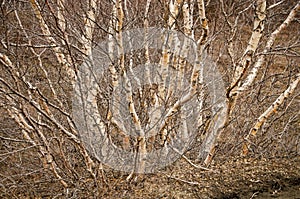 Group of birches in Iceland