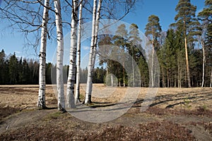 Group of birches on a meadow in the spring against the pine wood