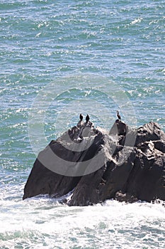 A Group of Bird Species resting upon a secluded rock
