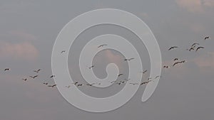 group of bird storks flying in the sky blue cloudy spread wings