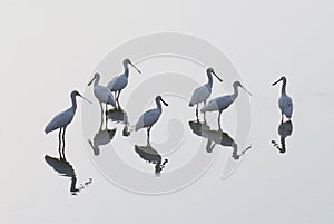 Group birds