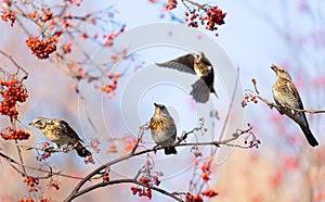 Group of birds eating  berries on rowan tree. Fieldfare Turdus pilaris