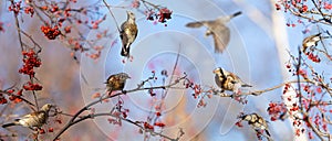 Group of birds eating  berries on rowan tree. The mistle thrush or Fieldfare Turdus pilaris