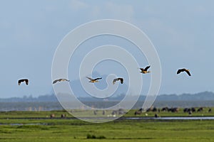 Group of birds fly in blue sky