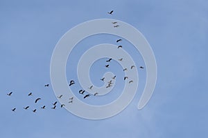 Group of birds fly in blue sky