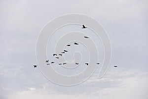 Group of birds flying at Atins, Brazil