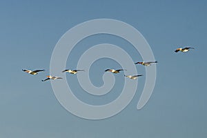 Group of birds flying in clear blue sky