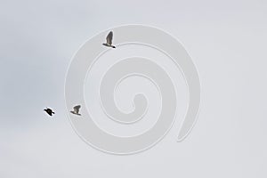 Birds flying in flock photo