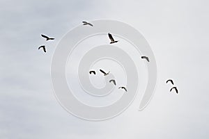 Birds flying in flock photo