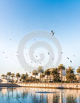 Group of birds flying over Estero river at sunset - Vina del Mar, Chile