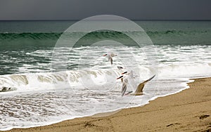 Group of birds flying over the Pacific ocean.