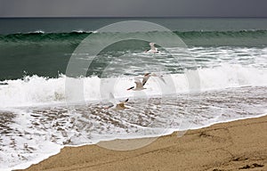 Group of birds flying over the Pacific ocean.