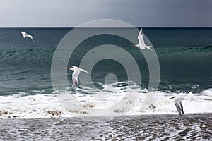 Group of birds flying over the Pacific ocean.