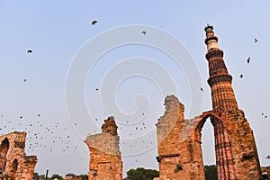 Group of birds flying in Qutub Minar