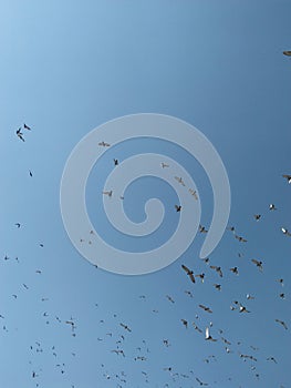 Group of birds flying in the sky