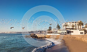 Group of birds flying at sunset - Vina del Mar, Chile