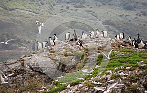 Group of birds gathering on rock island