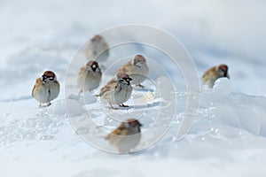Group of birds on the ice. Cold winter with animals. Songbird Tree Sparrow, Passer montanus, sitting on ice with snow, during