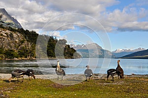 Group of birds, Lago Roca, Tierra del Fuego National Park, Ushuaia, Argentina