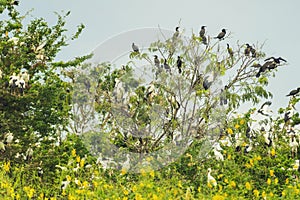 Group of birds nesting on top of the tree in Bueng Boraphet Lake in Nakhorn Sawan photo