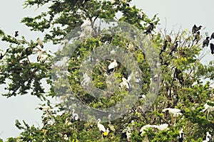 Group of birds nesting on top of the tree in Bueng Boraphet Lake in Nakhorn Sawan photo