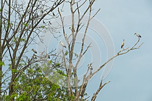 Group of birds nesting on top of the tree in Bueng Boraphet Lake in Nakhorn Sawan photo