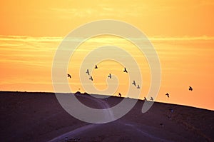 group of birds on the oramge sky