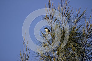 A group of birds perched on a pine tree against a backdrop of blue sky